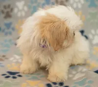 Jake, a male Shih Tzu for sale in Greenville, SC – Photo 4 of 7