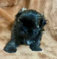 Doc AKC, a male Shih Tzu for sale in Greenville, SC – 5 of 5