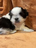 AKC Tommy, a male Shih Tzu for sale in Greenville, SC – Photo 2 of 3