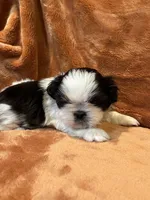 AKC Tommy, a male Shih Tzu for sale in Greenville, SC – Photo 3 of 3