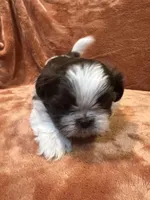 AKC Tommy, a male Shih Tzu for sale in Greenville, SC – Photo 1 of 3