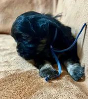 Brett, a male Shih Tzu for sale in Greenville, SC – 4 of 6