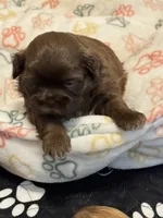 Desi, a female Shih Tzu for sale in Greenville, SC – Photo 4 of 4