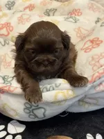 Desi, a female Shih Tzu for sale in Greenville, SC – Photo 2 of 4