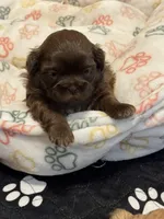Desi, a female Shih Tzu for sale in Greenville, SC – Photo 1 of 4