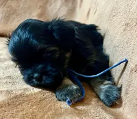 Brett, a male Shih Tzu for sale in Greenville, SC – 3 of 6