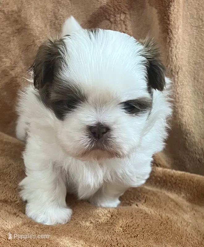 Wyatt – Shih Tzu puppy for sale in Greenville, SC