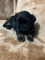 Bart CKC, a male Shih Tzu for sale in Greenville, SC – 5 of 6