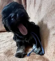 Brett, a male Shih Tzu for sale in Greenville, SC – 5 of 6