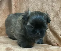 Doc AKC, a male Shih Tzu for sale in Greenville, SC – 2 of 5