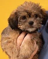 Flynn, a male Shih Tzu and Brussels Griffon for sale in Greenville, SC – Photo 1 of 5