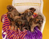 Flynn, a male Shih Tzu and Brussels Griffon for sale in Greenville, SC – Photo 5 of 5