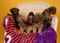 Flynn, a male Shih Tzu and Brussels Griffon for sale in Greenville, SC – Photo 4 of 5