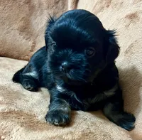 Bart CKC, a male Shih Tzu for sale in Greenville, SC – 3 of 6