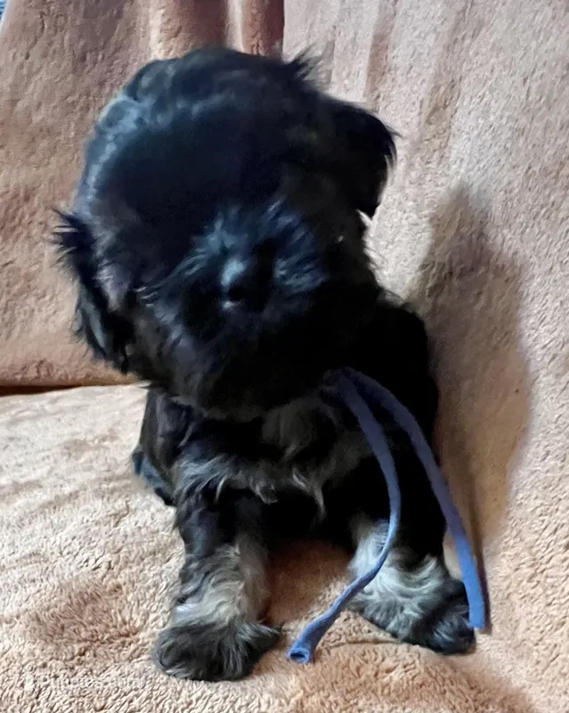 Brett – Shih Tzu puppy for sale in Greenville, SC