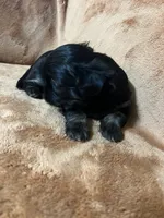 Bart CKC, a male Shih Tzu for sale in Greenville, SC – 6 of 6
