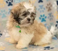 Sidney CKC, a male Shih Tzu for sale in Greenville, SC – Photo 1 of 7