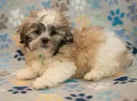 Sidney CKC, a male Shih Tzu for sale in Greenville, SC – Photo 3 of 7