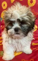 Sidney CKC, a male Shih Tzu for sale in Greenville, SC – Photo 7 of 7