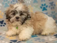 Sidney CKC, a male Shih Tzu for sale in Greenville, SC – Photo 4 of 7