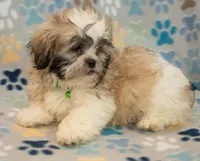 Sidney CKC, a male Shih Tzu for sale in Greenville, SC – Photo 6 of 7