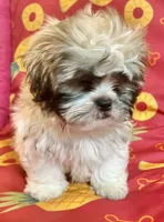 Sidney CKC, a male Shih Tzu for sale in Greenville, SC – Photo 5 of 7