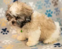 Sidney CKC, a male Shih Tzu for sale in Greenville, SC – Photo 2 of 7