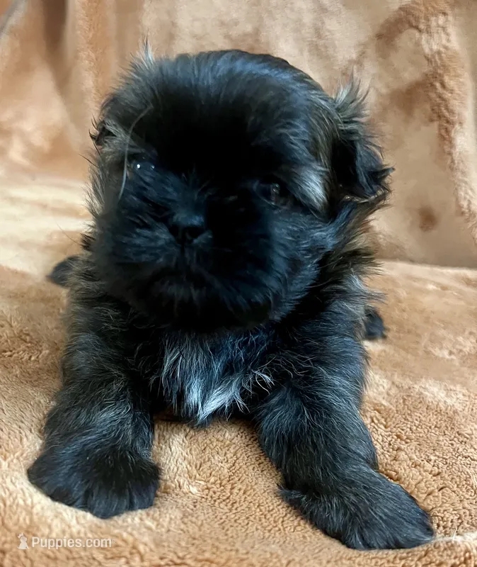 Doc AKC – Shih Tzu puppy for sale in Greenville, SC