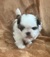Wyatt, a male Shih Tzu for sale in Greenville, SC – 4 of 5