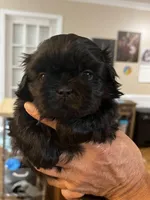 Spookie, a female Shih Tzu for sale in Greenville, SC – Photo 5 of 7