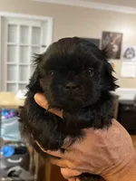 Spookie, a female Shih Tzu for sale in Greenville, SC – Photo 7 of 7