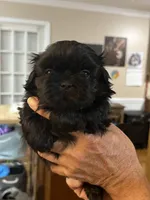 Spookie, a female Shih Tzu for sale in Greenville, SC – Photo 6 of 7