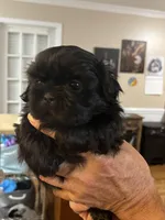 Spookie, a female Shih Tzu for sale in Greenville, SC – Photo 4 of 7