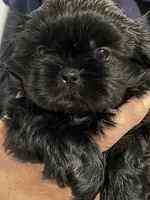 Spookie, a female Shih Tzu for sale in Greenville, SC – Photo 2 of 7