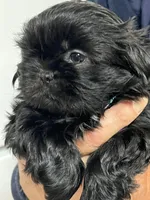 Spookie, a female Shih Tzu for sale in Greenville, SC – Photo 3 of 7