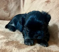 Bart CKC, a male Shih Tzu for sale in Greenville, SC – 1 of 6