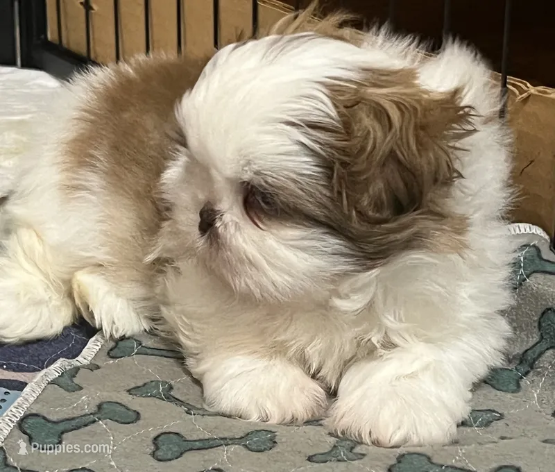 Wyatt – Shih Tzu puppy for sale in Greenville, SC