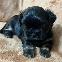 Bart CKC, a male Shih Tzu for sale in Greenville, SC – 4 of 6