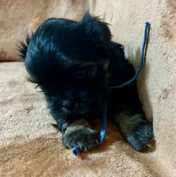 Brett, a male Shih Tzu for sale in Greenville, SC – 6 of 6