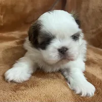 Wyatt, a male Shih Tzu for sale in Greenville, SC – 3 of 5