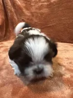 AKC Timmy, a male Shih Tzu for sale in Greenville, SC – Photo 6 of 6