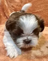 AKC Timmy, a male Shih Tzu for sale in Greenville, SC – Photo 2 of 6