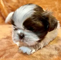 AKC Timmy, a male Shih Tzu for sale in Greenville, SC – Photo 5 of 6