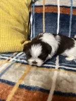 Timmy, a male Shih Tzu for sale in Greenville, SC – Photo 5 of 5