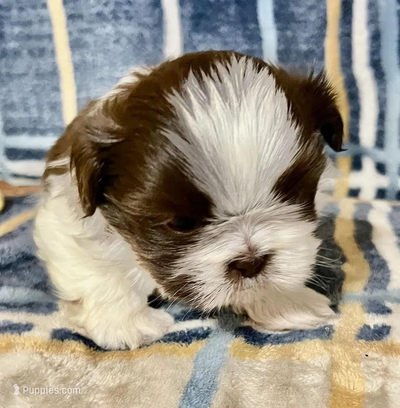 Timmy, a male Shih Tzu for sale in Greenville, SC – Photo 1 of 5