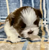 Timmy, a male Shih Tzu for sale in Greenville, SC – Photo 1 of 5