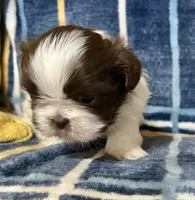 Timmy, a male Shih Tzu for sale in Greenville, SC – Photo 3 of 5