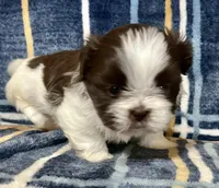 Timmy, a male Shih Tzu for sale in Greenville, SC – Photo 4 of 5