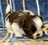 Timmy, a male Shih Tzu for sale in Greenville, SC – Photo 2 of 5