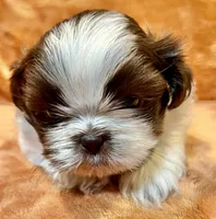 AKC Timmy, a male Shih Tzu for sale in Greenville, SC – Photo 4 of 6